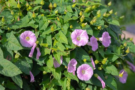 How to Identify and Remove Bindweed